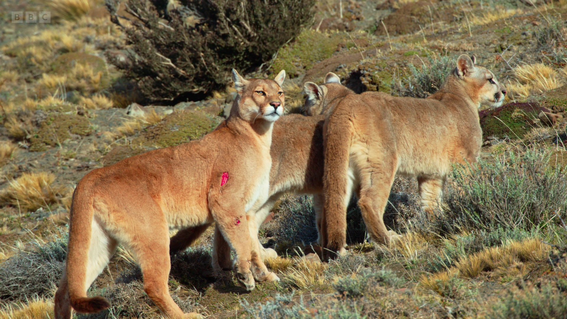 South American cougar (Puma concolor concolor) as shown in Seven Worlds, One Planet - South America
